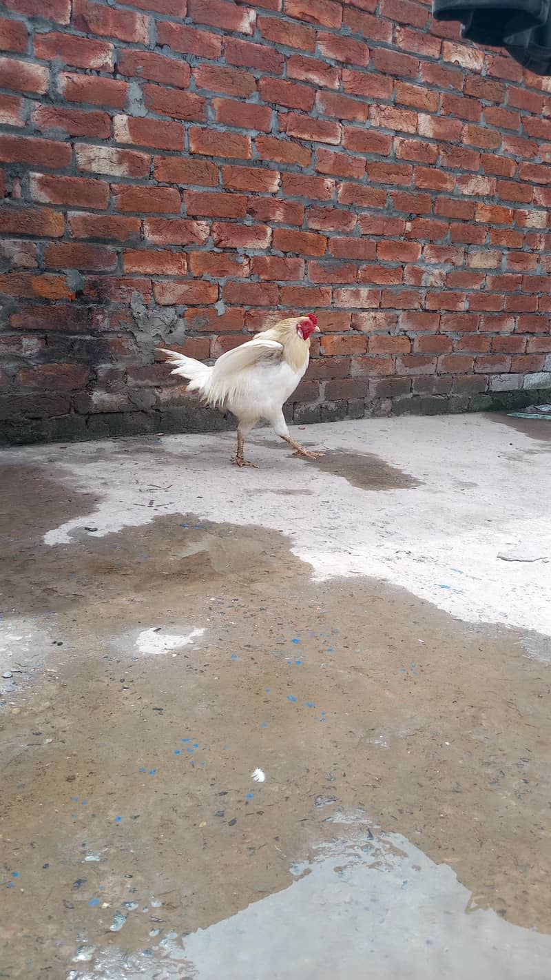 Pakistani Heera 2