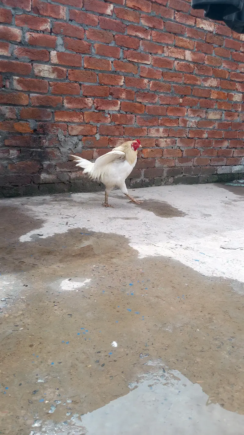 Pakistani Heera — photo 3