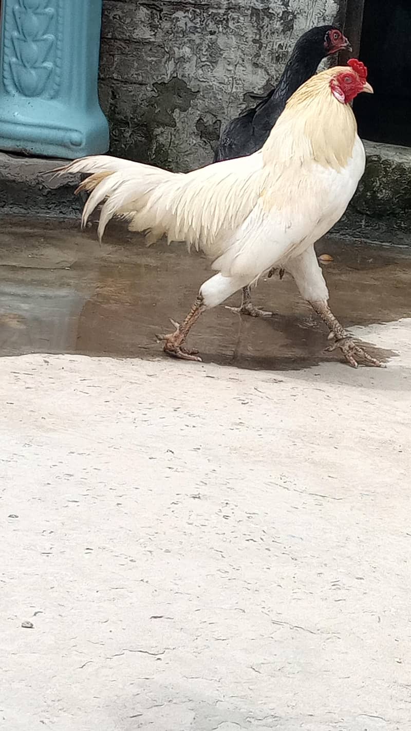 Pakistani Heera 3