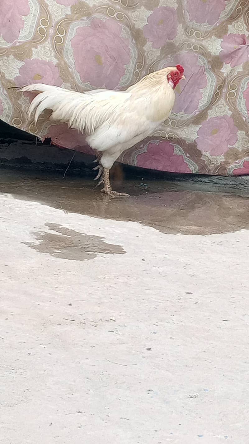 Pakistani Heera 4