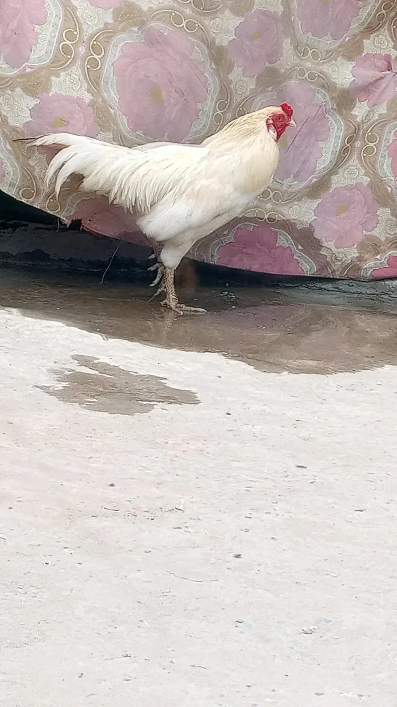 Pakistani Heera — photo 5