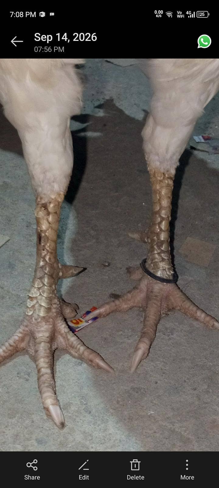 Pakistani Heera 5