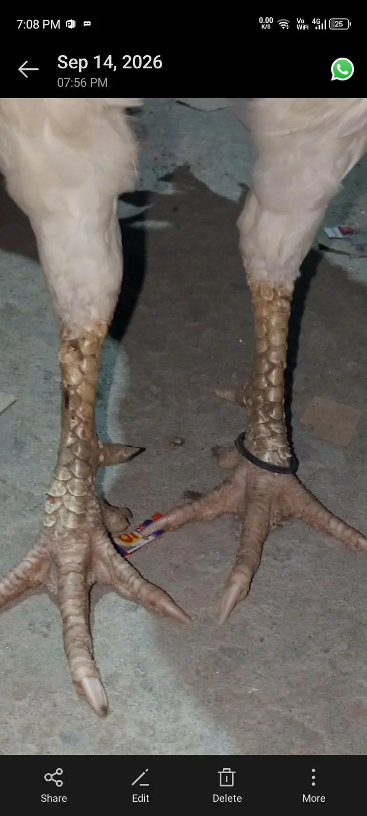 Pakistani Heera — photo 6