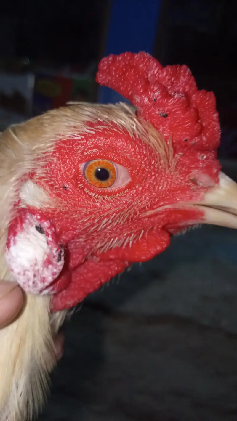 Pakistani Heera — photo 7