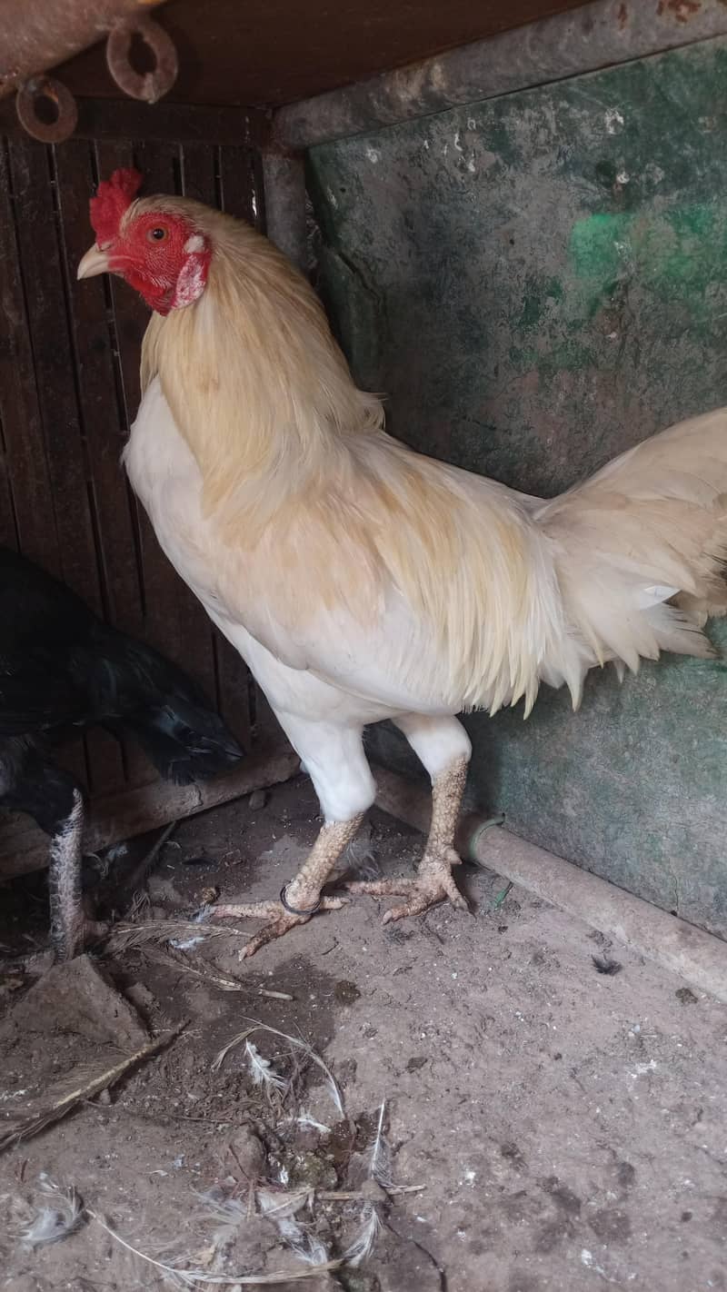 Pakistani Heera 7