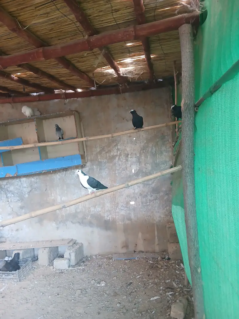 Kabooter for sale — photo 2