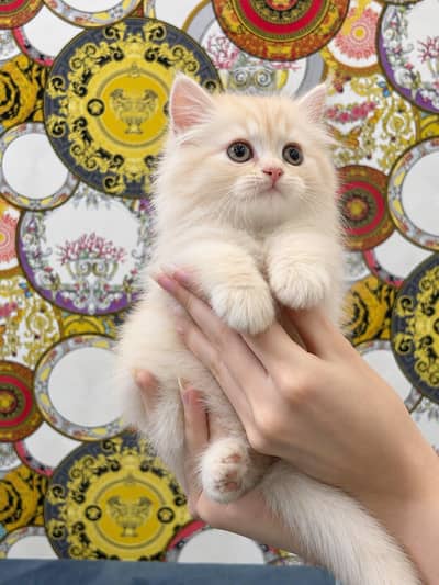 Persian Cat Kitten Fawn Colour Triple coated male kitten For Sale