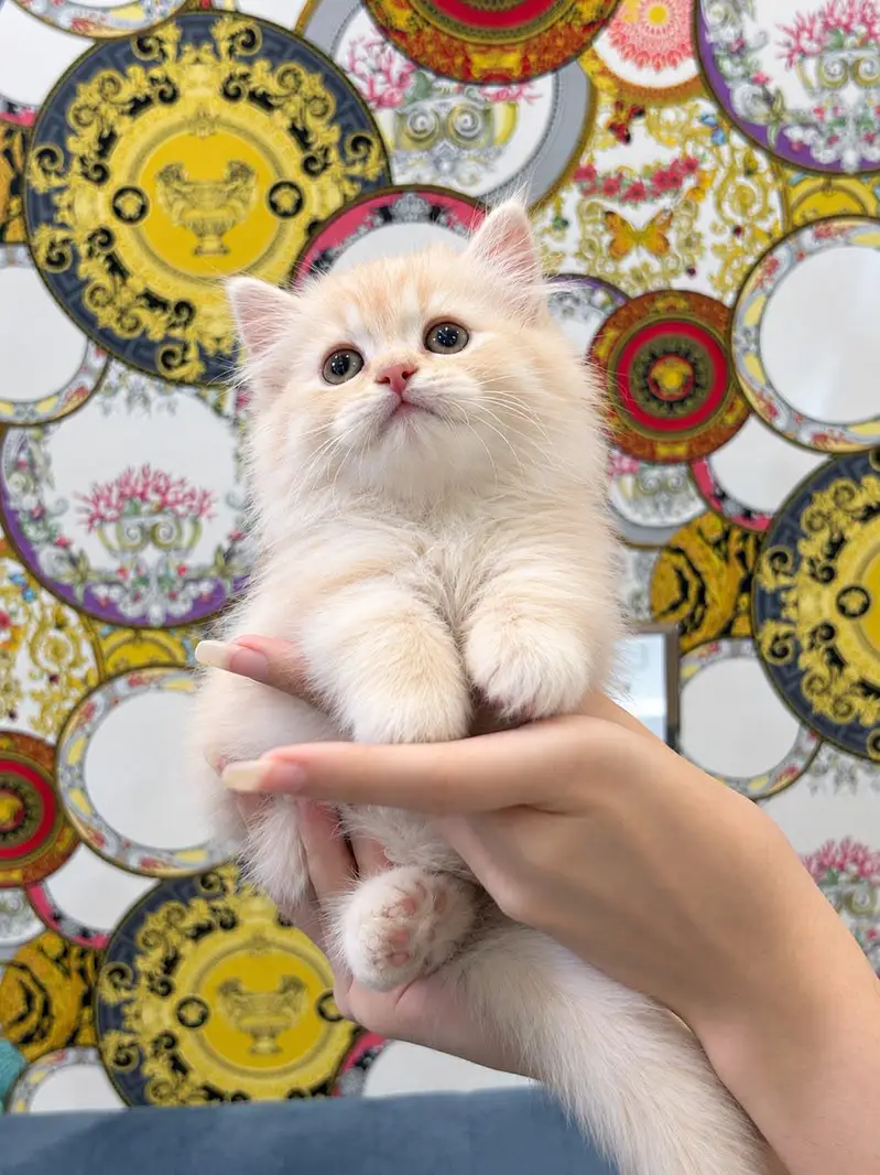 Persian Cat Kitten Fawn Colour Triple coated male kitten For Sale — photo 2