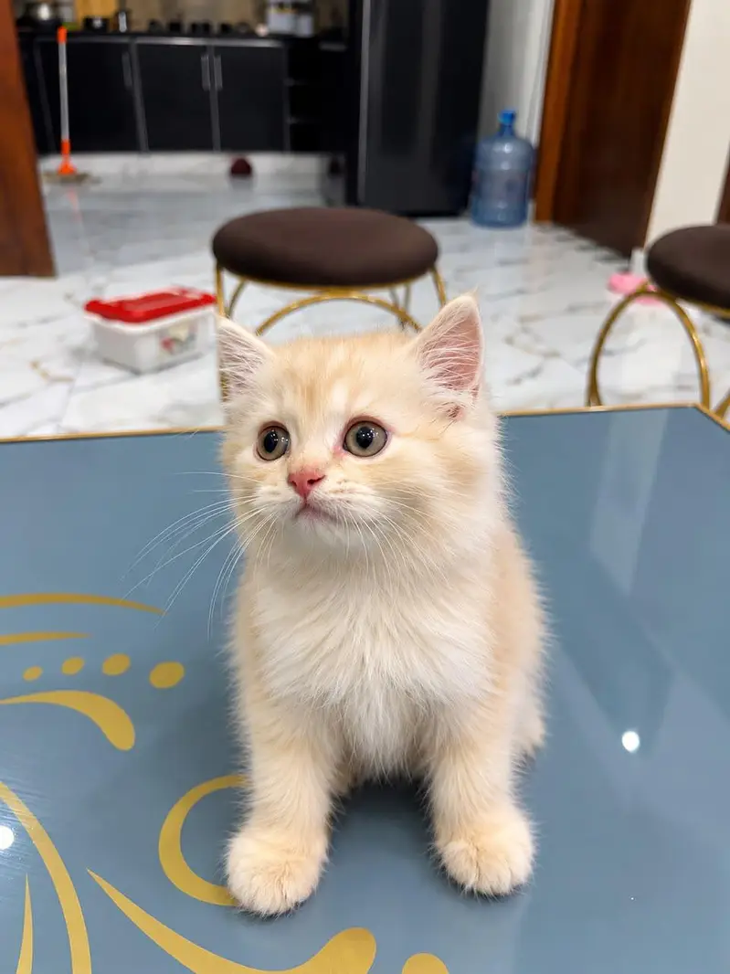 Persian Cat Kitten Fawn Colour Triple coated male kitten For Sale — photo 3