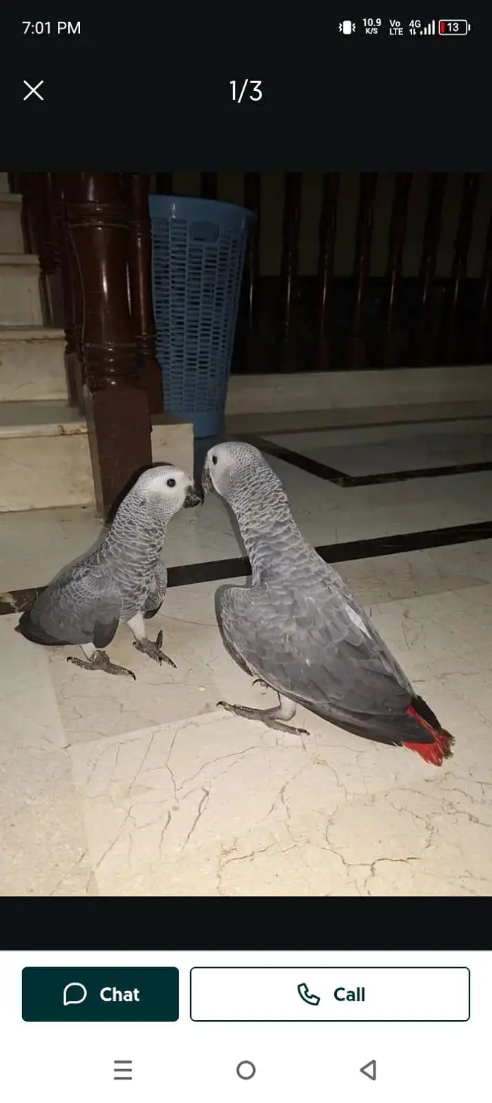 African Grey Parrot checks for sale0344%5146%577 — photo 3