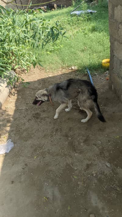 This is German shepherd copy like croos but good
