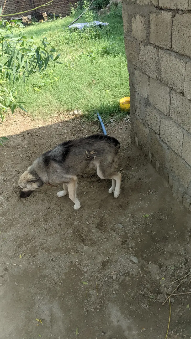 This is German shepherd copy like croos but good — photo 2