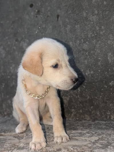 Cute 2-Month-Old Puppy for Adoption 