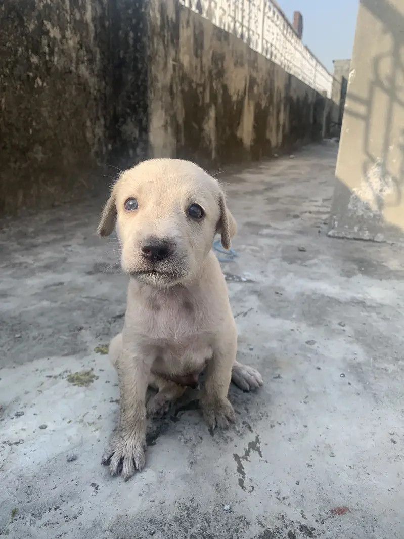 Cute 2-Month-Old Puppy for Adoption  — photo 2