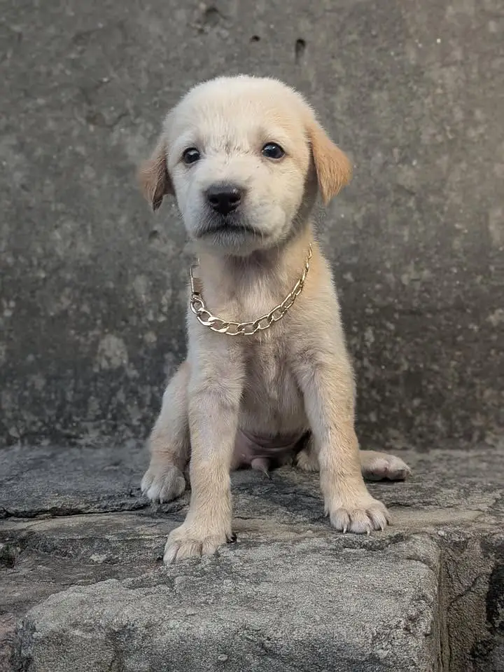 Cute 2-Month-Old Puppy for Adoption  — photo 3