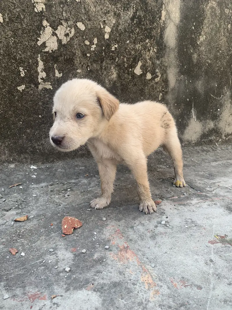 Cute 2-Month-Old Puppy for Adoption  — photo 4