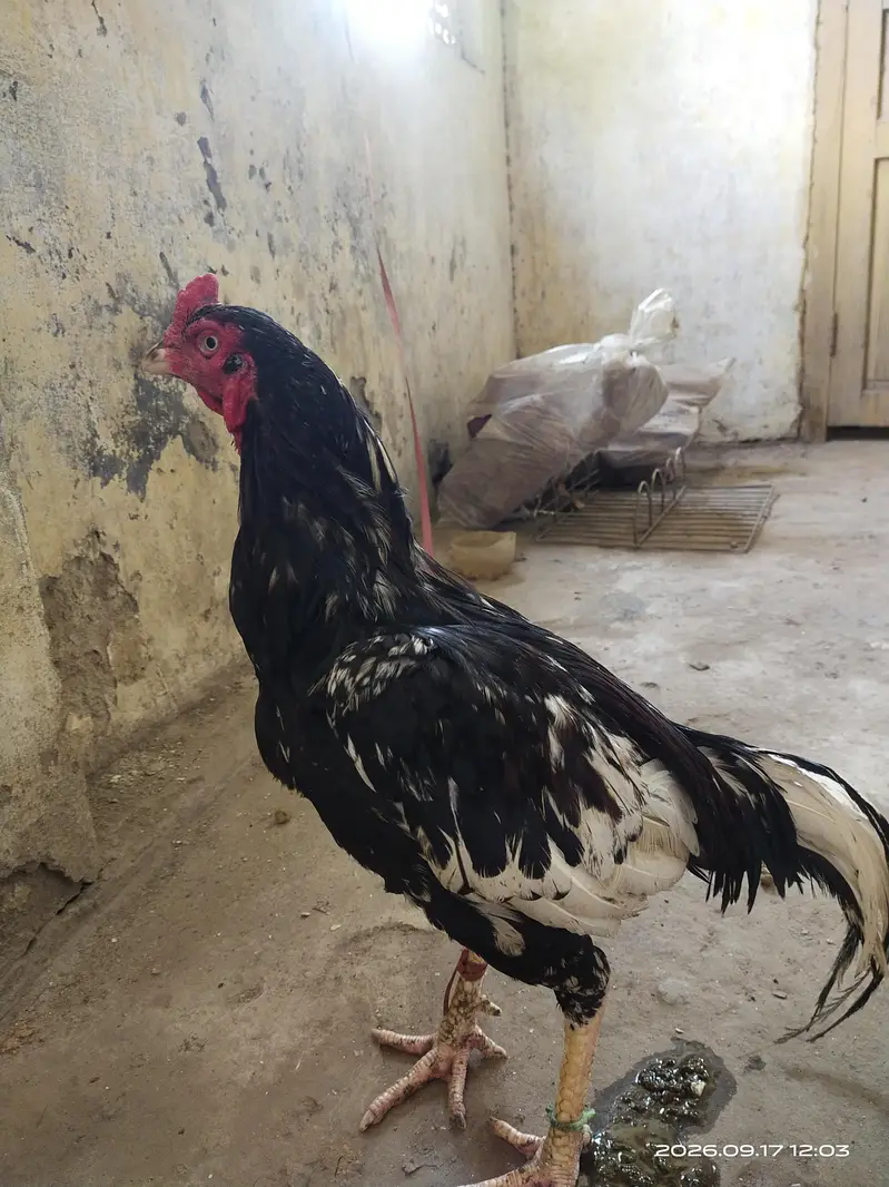 king aseel — photo 2