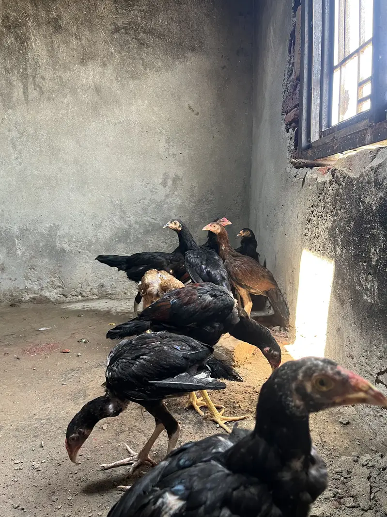 Aseel Murgiyan — photo 2