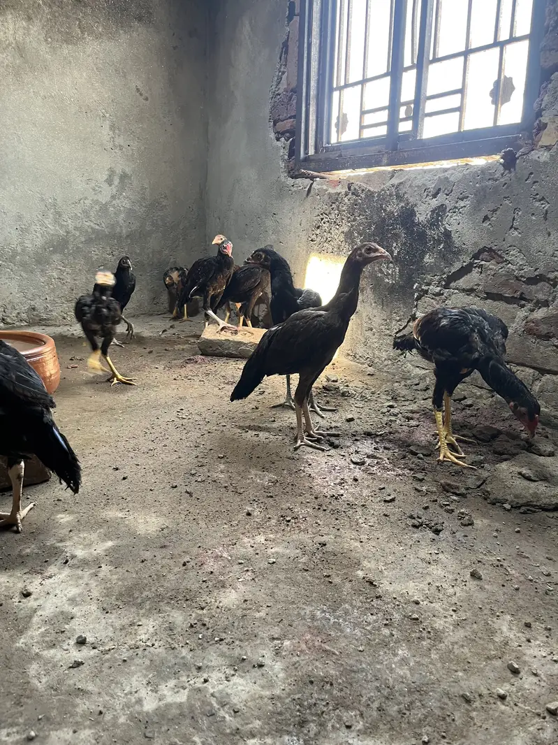 Aseel Murgiyan — photo 3