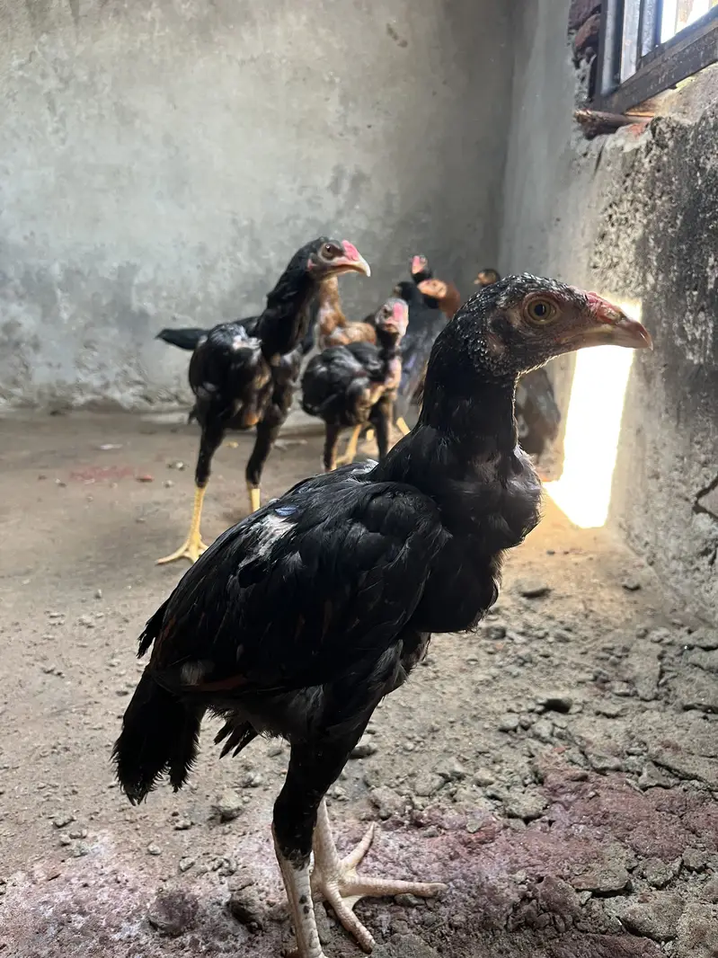 Aseel Murgiyan — photo 10