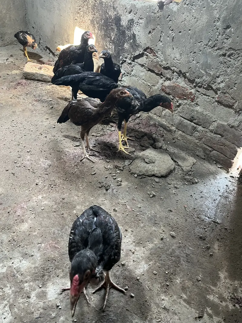 Aseel Murgiyan — photo 11