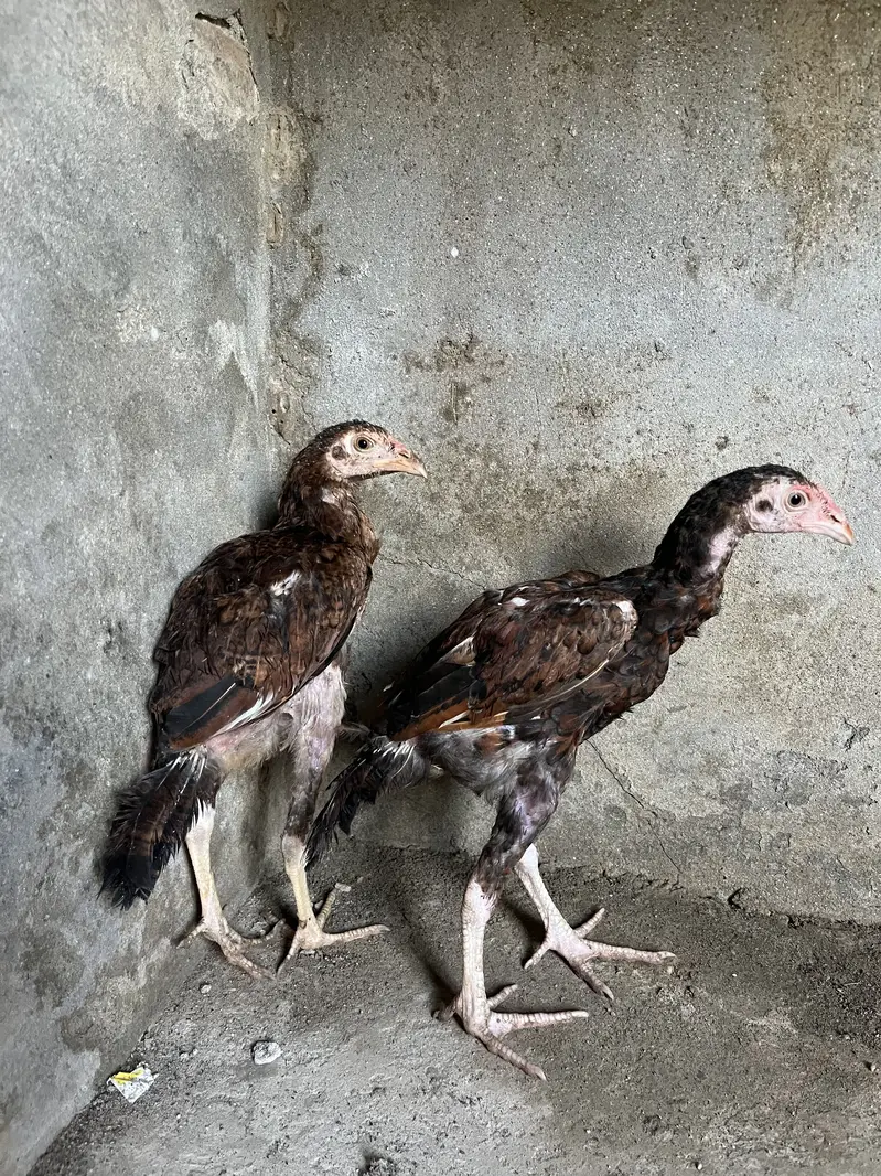 Aseel Murgiyan — photo 12