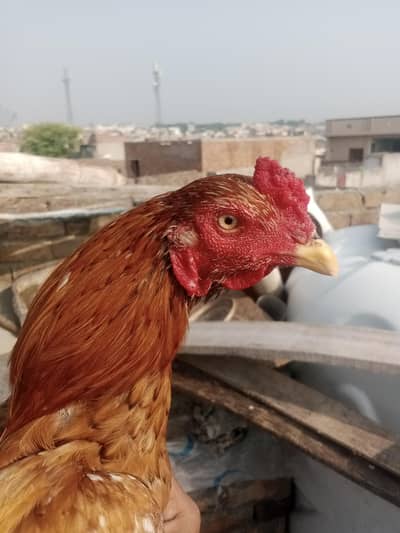 miawali Pela aseel patha  for sale