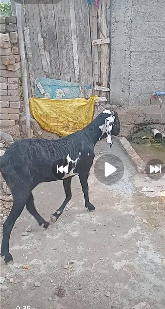 گھبن پہلا سوا۔بکری فار سیل 0