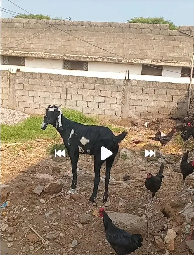 گھبن پہلا سوا۔بکری فار سیل — photo 2