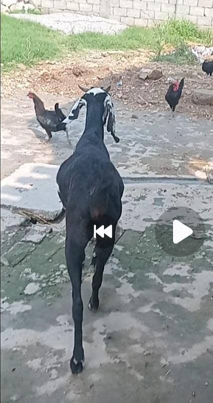 گھبن پہلا سوا۔بکری فار سیل 2