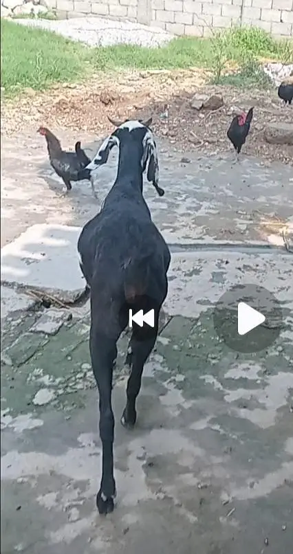 گھبن پہلا سوا۔بکری فار سیل — photo 3