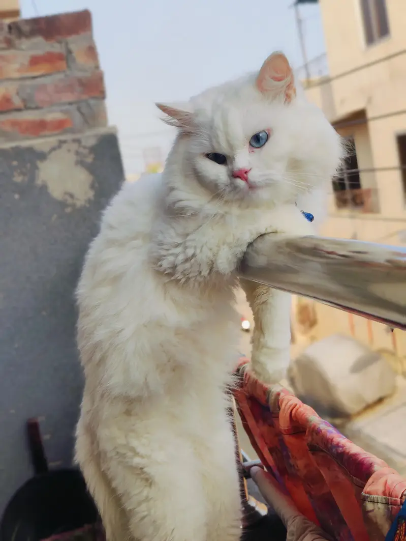 Male cat Available for mating/crossing. — photo 2