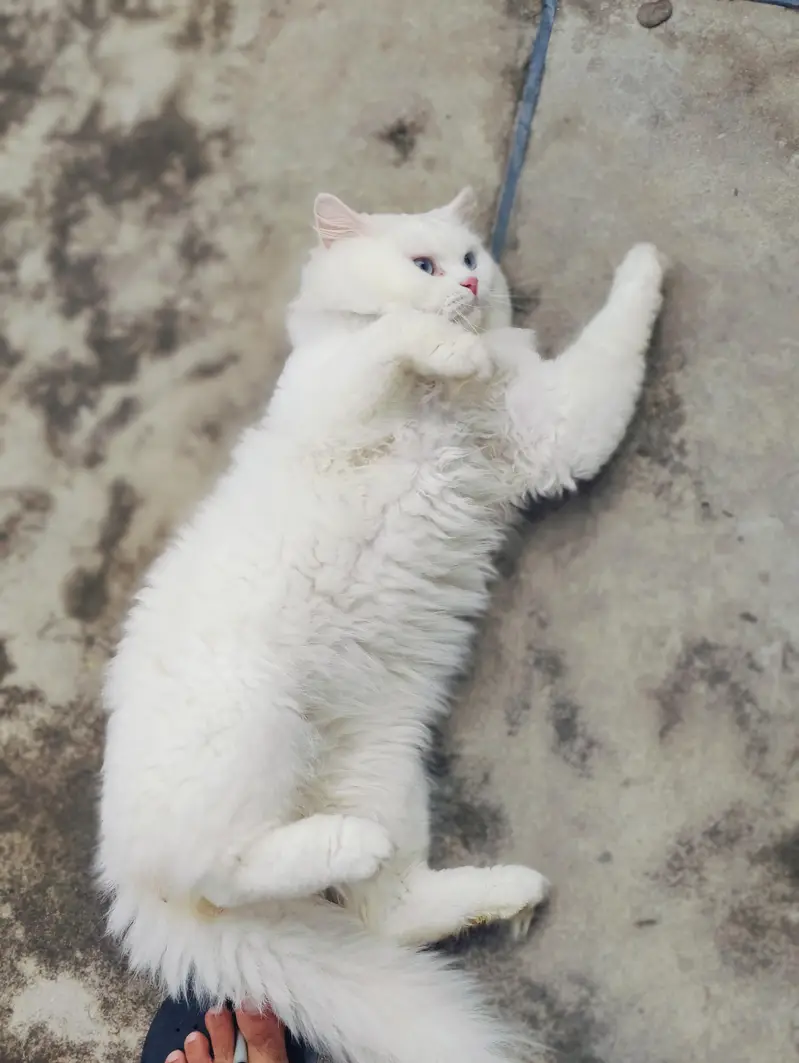 Male cat Available for mating/crossing. — photo 4