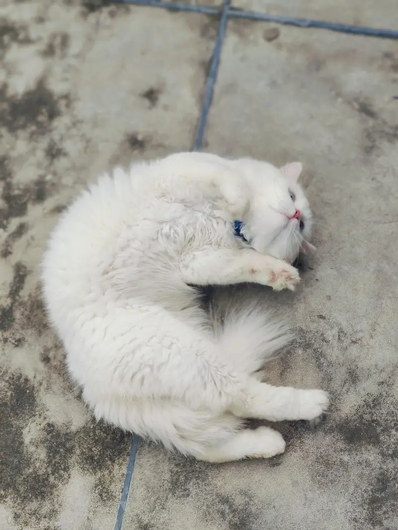 Male cat Available for mating/crossing. — photo 5