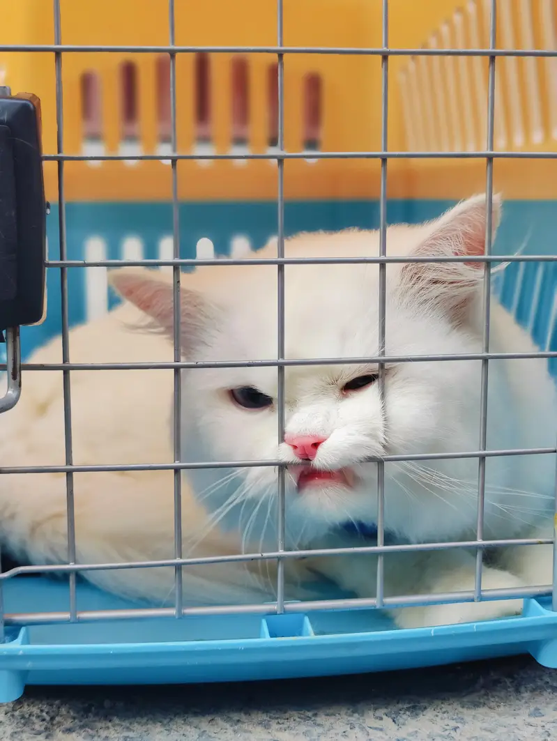 Male cat Available for mating/crossing. — photo 6