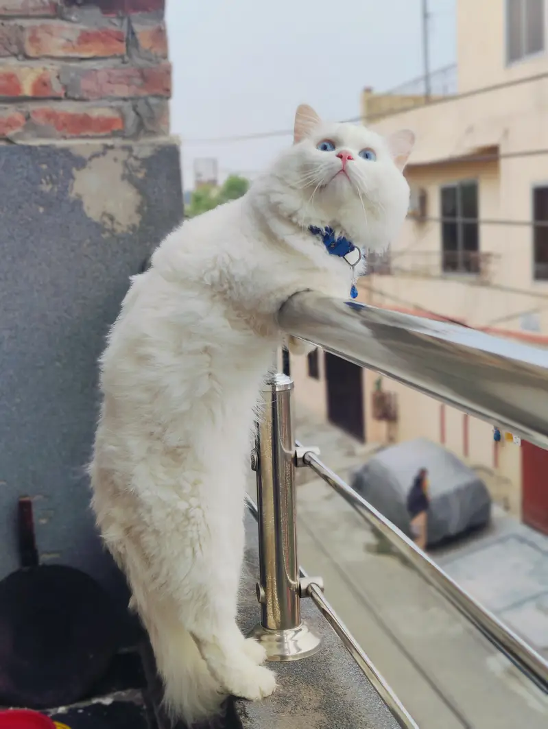 Male cat Available for mating/crossing. — photo 7