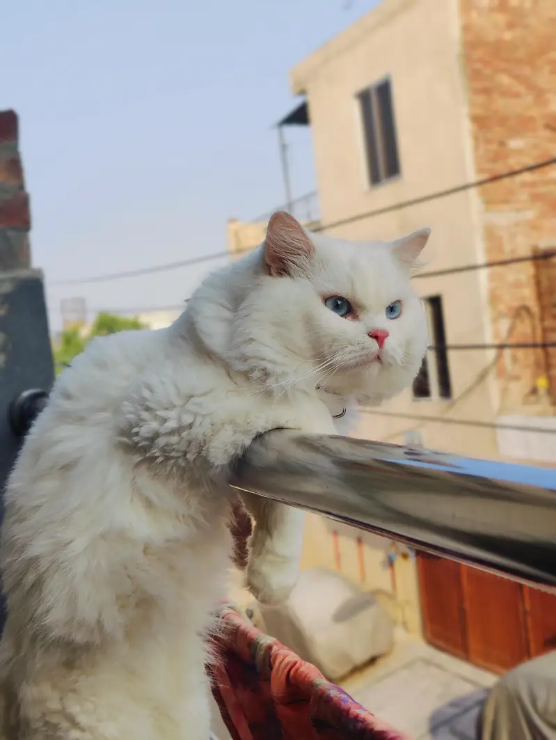 Male cat Available for mating/crossing. — photo 8
