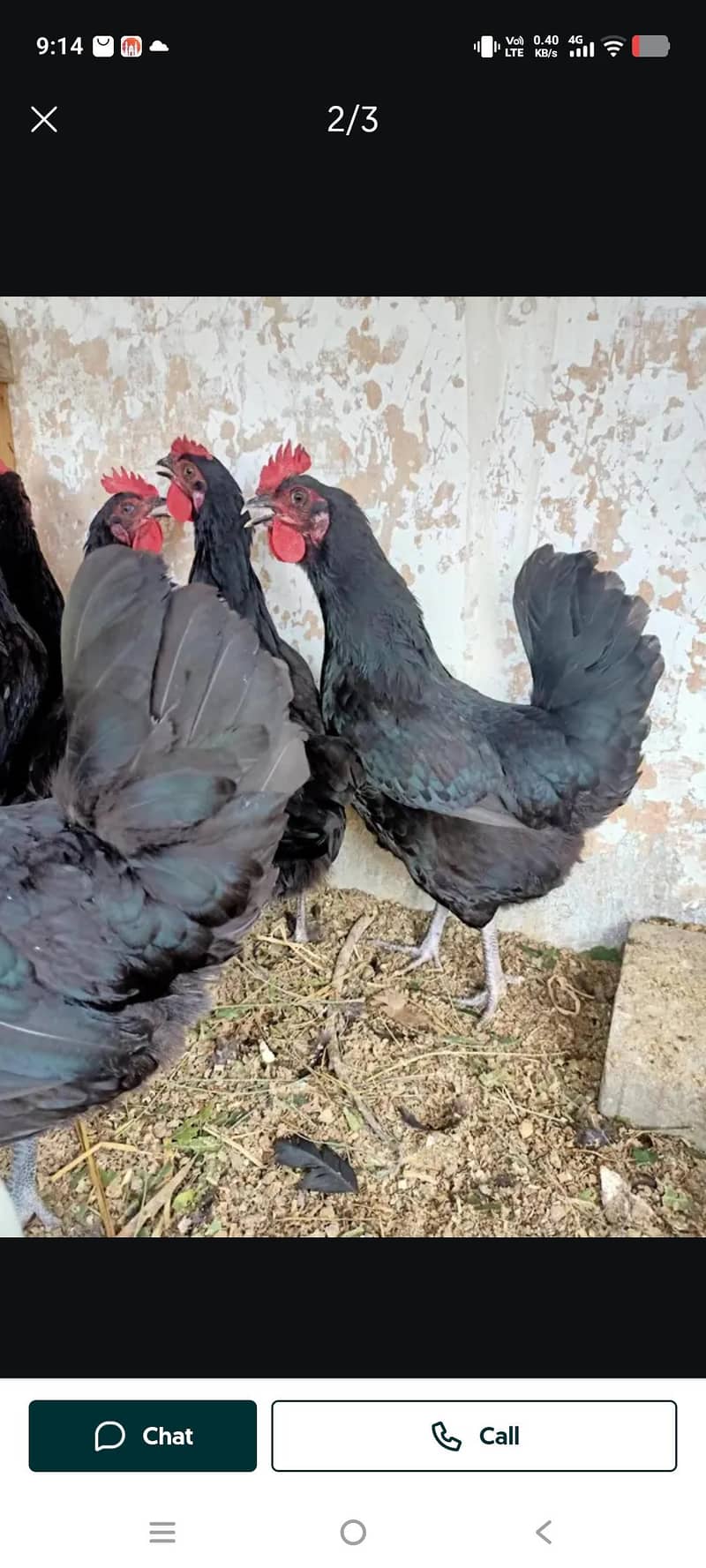 female available 0