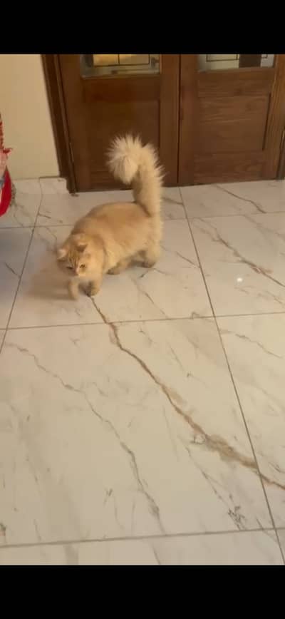 Home cat