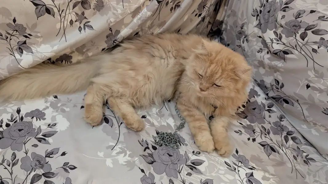 Home cat — photo 2