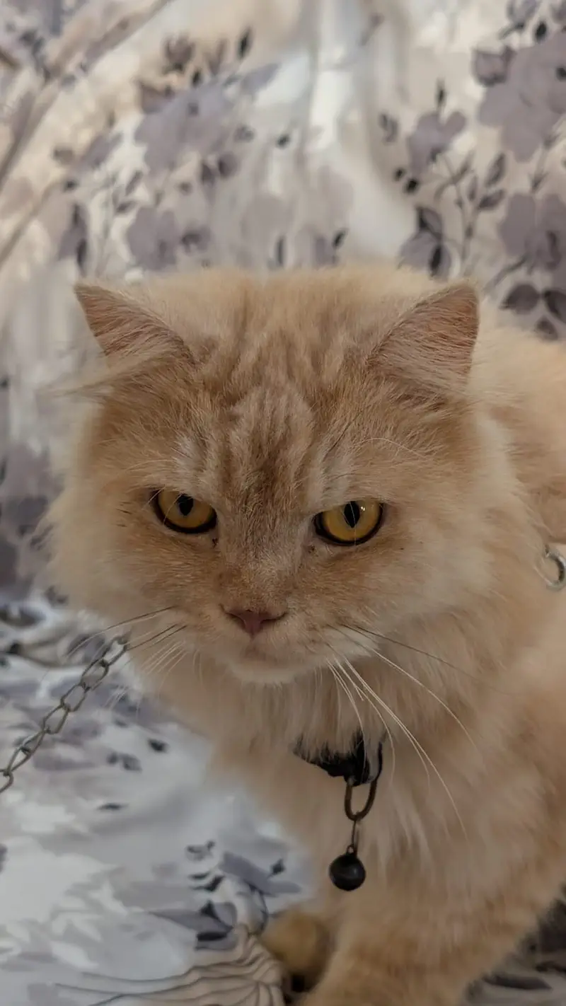 Home cat — photo 3