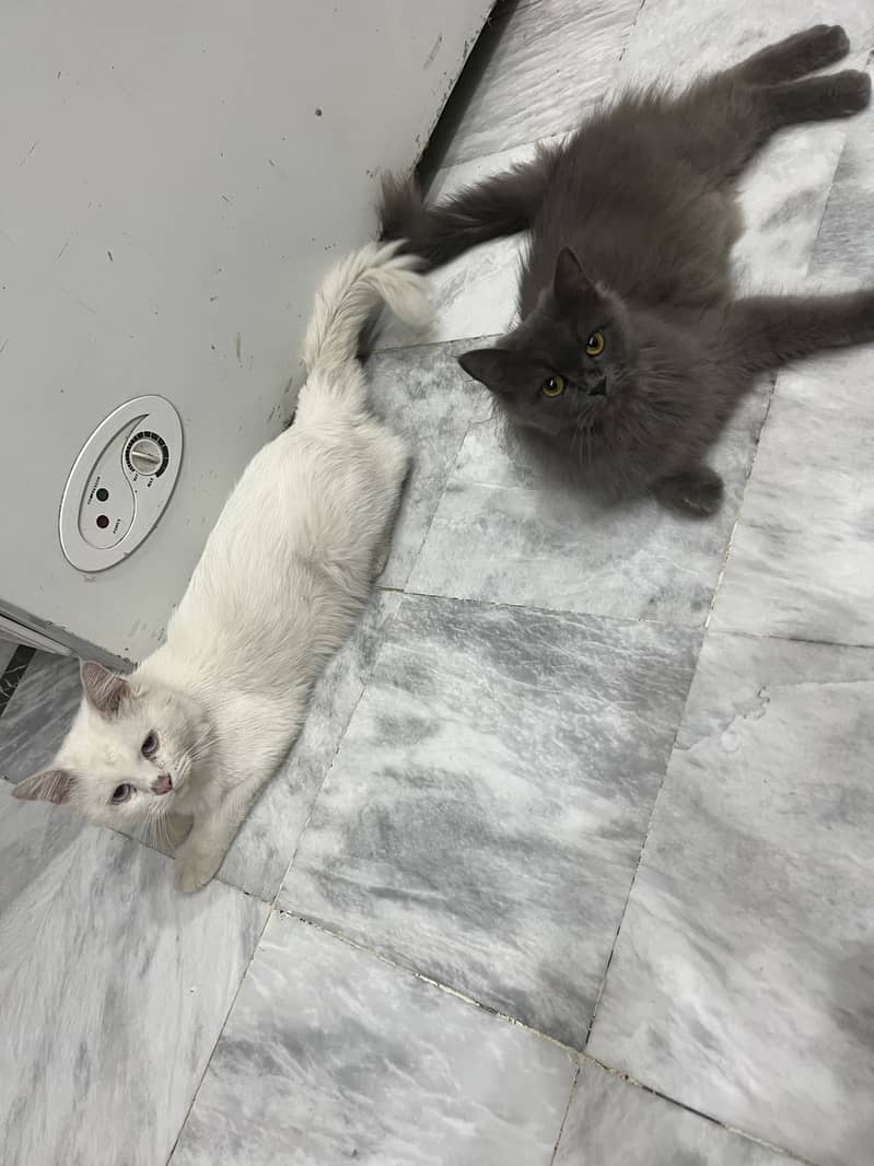 FANCY CATS PAIR 0