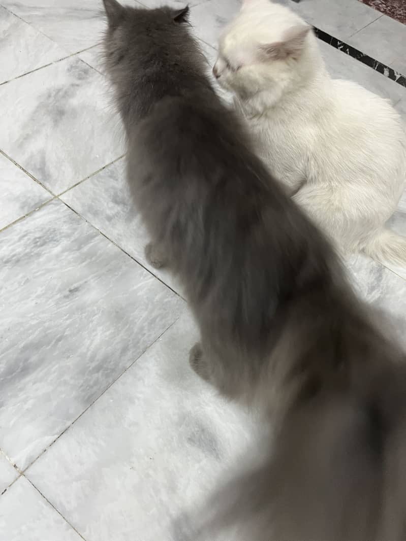 FANCY CATS PAIR 1