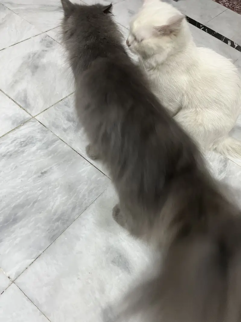 FANCY CATS PAIR — photo 2