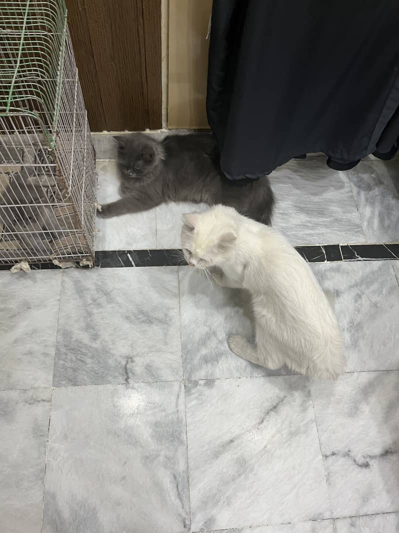 FANCY CATS PAIR 2
