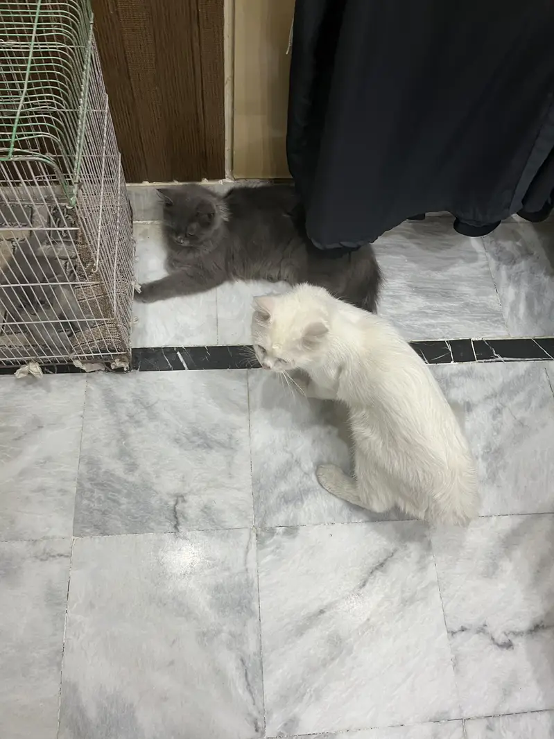 FANCY CATS PAIR — photo 3