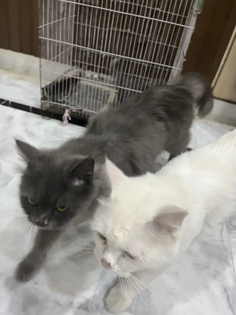 FANCY CATS PAIR — photo 4