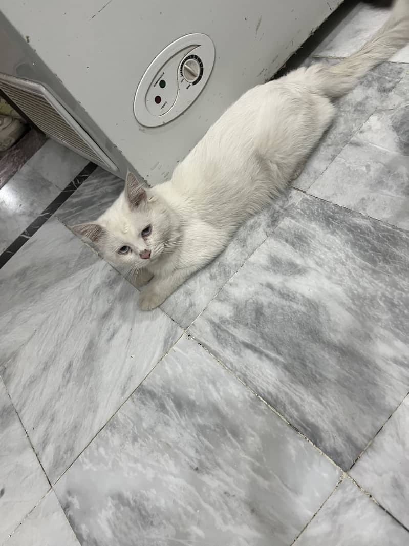 FANCY CATS PAIR 4