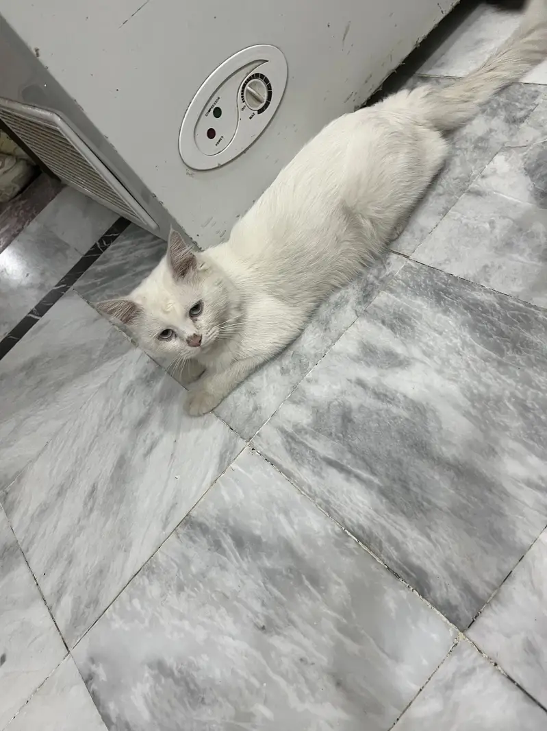 FANCY CATS PAIR — photo 5