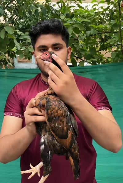 Aseel hen